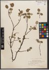 Foto von Salix reticulata L.